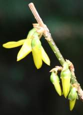 Forsythienknospen.jpg